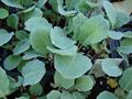 معرفی و راهنمای پرورش سبزی جات غیر برگی - کلم گل